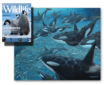 BBC Wildlife Magazine - Whale Art, Orcas and Salmon by Chris Harman