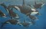 Whale Art - Marine Life Paintings