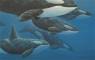 Whale Art - Marine Life Paintings