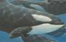 Whale Art - Marine Life Paintings