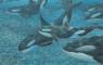 Whale Art - Marine Life Paintings