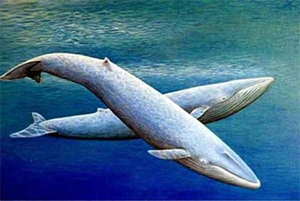 Blue Whales
