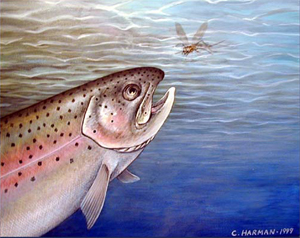 Trout and May Fly