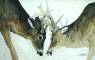 Wildlife Art Paintings