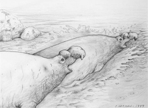 Children's Book Illustrations - Mouranga (Elephant Seal)