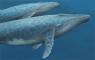 Whale Art - Marine Life Paintings