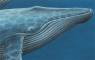 Whale Art - Marine Life Paintings