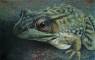 Frog Art, Frog Paintings, Frog Prints,  and Salamander Art