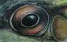 Frog Art, Frog Paintings, Frog Prints,  and Salamander Art