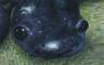 Frog Art, Frog Paintings, Frog Prints,  and Salamander Art