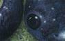 Frog Art, Frog Paintings, Frog Prints,  and Salamander Art