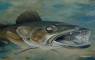 Fish Art and Fish Paintings