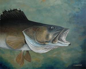 "Looking Up" Walleye "Looking Up" Walleye