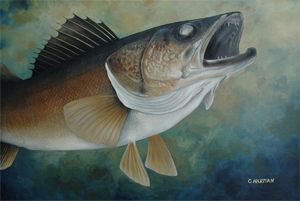 "Striking Walleye" Walleye "Striking Walleye" Walleye