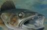 Fish Art and Fish Paintings