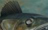 Fish Art and Fish Paintings