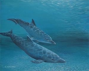 Peaceful Dolphins Peaceful Dolphins