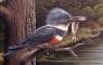 Original Bird Art Paintings