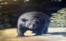 Wildlife Art Paintings