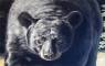 Wildlife Art Paintings