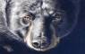 Wildlife Art Paintings