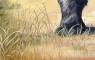 Wildlife Art Paintings
