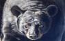 Wildlife Art Paintings