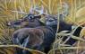 Wildlife Art Paintings