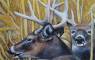 Wildlife Art Paintings
