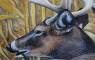 Wildlife Art Paintings