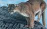 Wildlife Art Paintings
