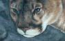 Wildlife Art Paintings
