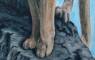 Wildlife Art Paintings