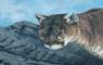 Wildlife Art Paintings