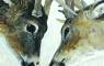 Wildlife Art Paintings