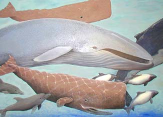 All Whale Types