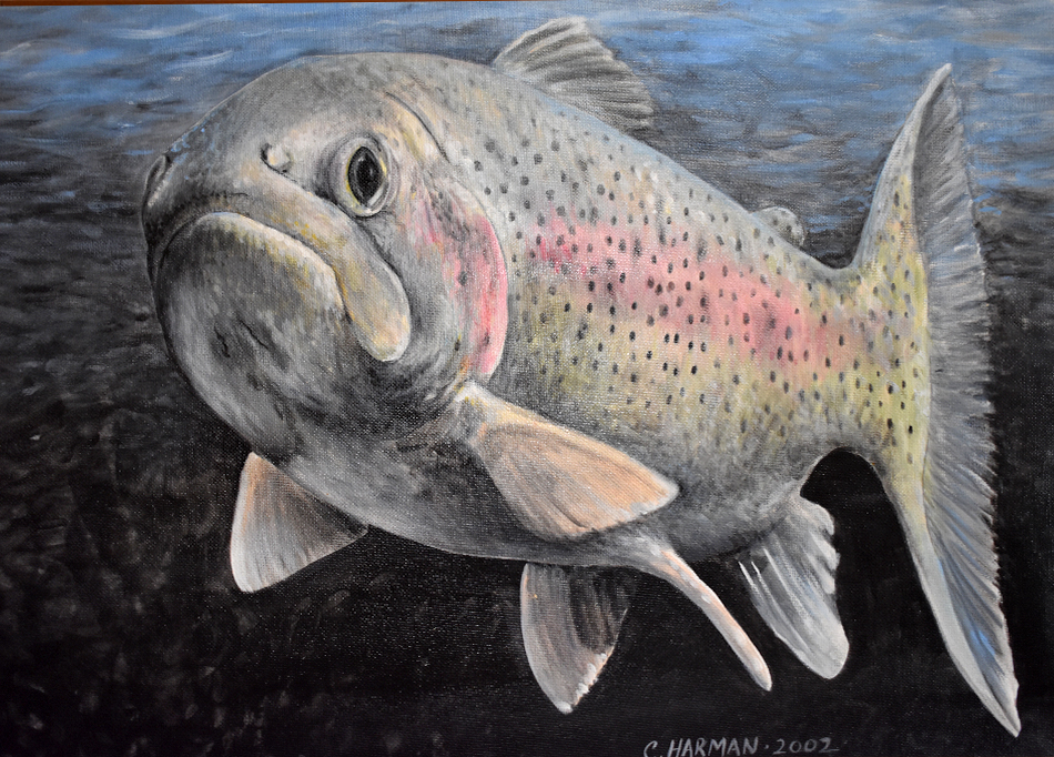 Rainbow Trout Paintings, Rainbow trout Art, Rainbow trout