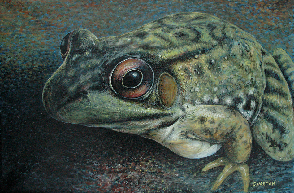 Frog Art, Frog Paintings, Frog Fine Art Original Paintings, Big Frog