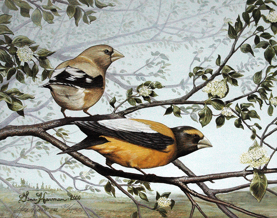 Bird Art, Bird Art Prints, Fine Art Bird Paintings, Grosbeak Art, Grosbeak Prints