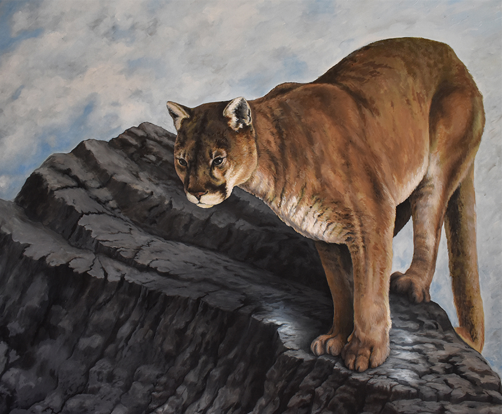 Fine Art Mountain Lion Paintings, Mountain Lion Art, Mountain Lion on Canvas Art, Puma Art, Mountain Lions, Art on Canvas of Mountain Lions