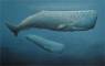 Whale Art - Marine Life Paintings