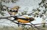 Original Bird Art Paintings