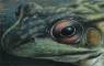 Frog Art, Frog Paintings, Frog Prints,  and Salamander Art