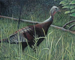 Spring Wild Turkey