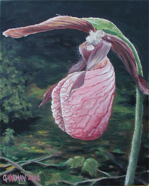 Lady Slipper