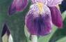 Flower Paintings, Flower Prints, Flora Art, Garden Art